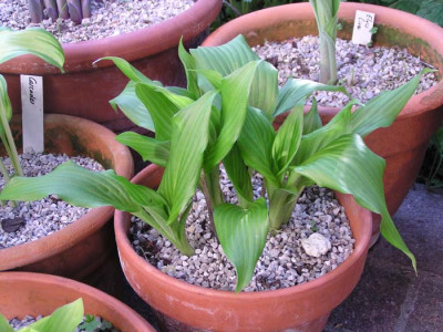 hosta_cimi_1.jpg
