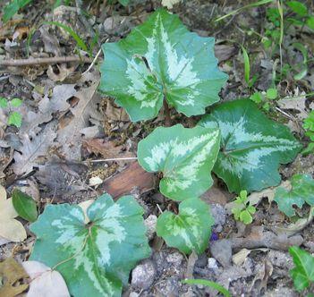C.repandum-selva4.jpg