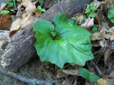 C.repandum-selva-grun.jpg