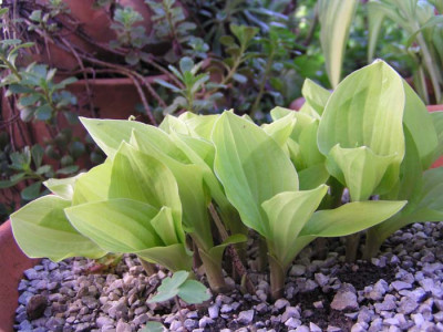 hosta_hydon_sunset.jpg