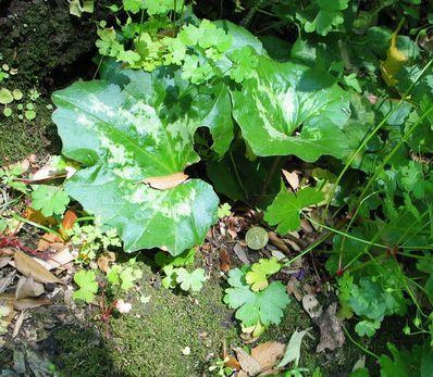 C.repandum-park-riese.jpg