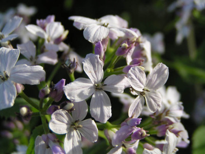 lunaria_rediviva_katrin.jpg