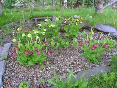 Garten.pur.jpg