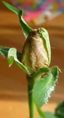 AzubisXBernstein2_02.JPG