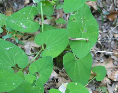 aristolochia-knollig1.jpg
