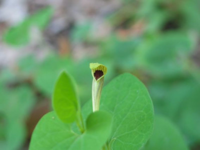 Aristolochia-knollig-bl.jpg