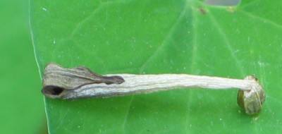 Detail-ax.jpg