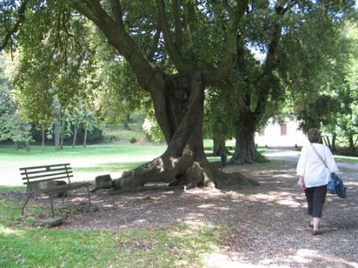 alte-Eichen-ax.jpg