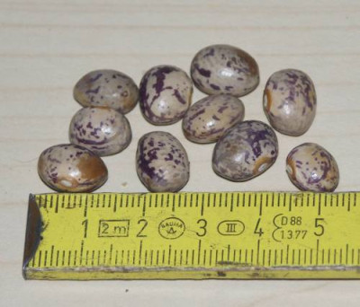 KjemsPeaBean1_20110217.jpg