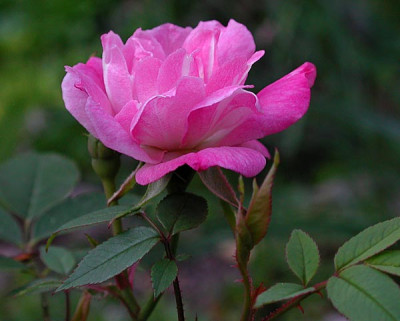 1pompom-de-paris-clbg2.jpg