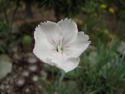 k-dianthus_dew_drop-013_1.jpg