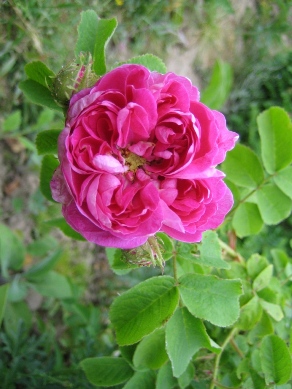 IMG_7921_38.jpg