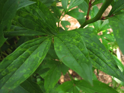 k-paeonia_virus-2011-05.29_024_9.jpg