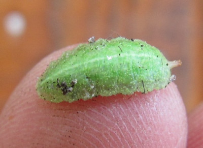 Raupe_Blauling_110529.jpg