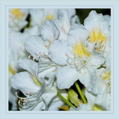 Rhododendron_Cunninghams_White_3__02-05-05.jpg