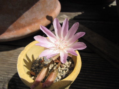Lewisia_redivia_110529.jpg