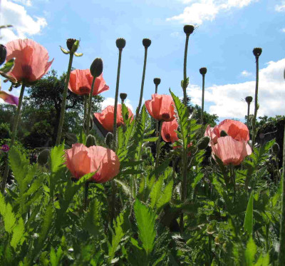 Papaver_Papaver.jpg