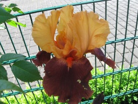 GARTEN_240.jpg