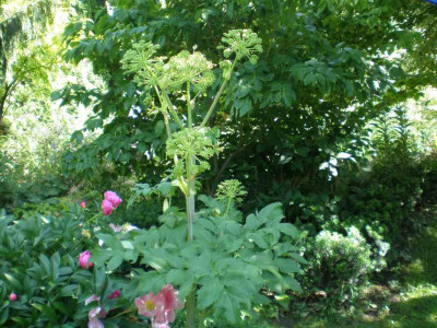 Angelica_archangelica_2011ea.jpg