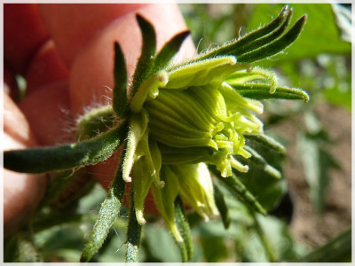 Tiffen_Mennonite_Flower1.JPG