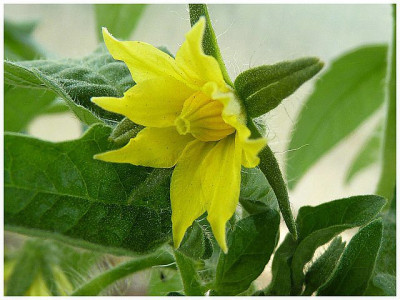 Extreme_Bush_Flower1.JPG