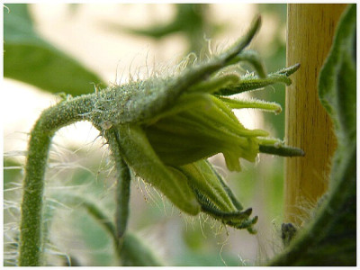 German_Red_Strawberry_Flower1.JPG