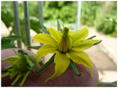 Kiev_Flower1.JPG