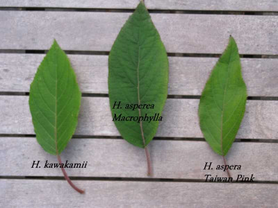 H_kawakamii_Typen_800x600.jpg