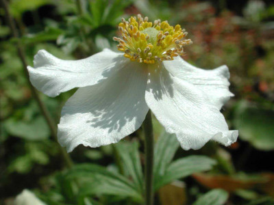 Anemone_sylvestris_ganz_offen.jpg