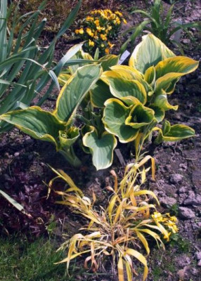 Hosta_Sagae002.jpg