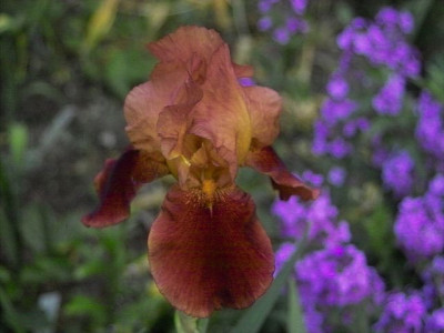 k-Susannes_Rote0.jpg