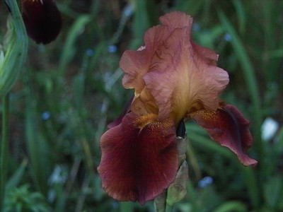 k-Susannes_Rote3.jpg