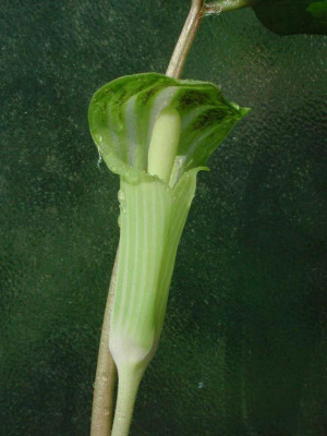 Arisaema_irgendwas.jpg