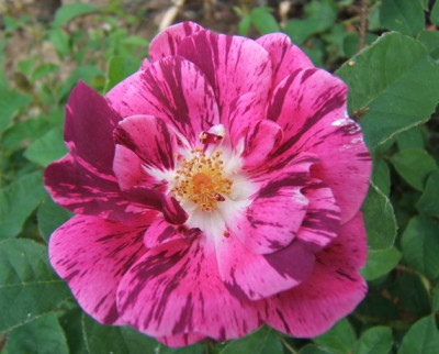 MML_3_28-5-11.JPG
