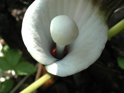 Arisaema_sikokianum1.jpg
