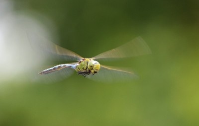 libelle_flug_1.jpg
