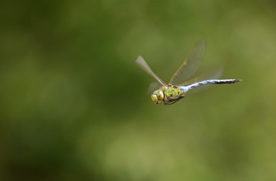 libelle_flug_2.jpg