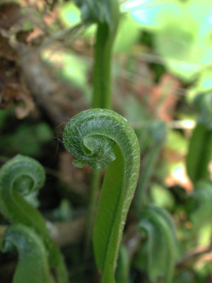 Asplenium_scolopendrium_mit_Bewohner.jpg