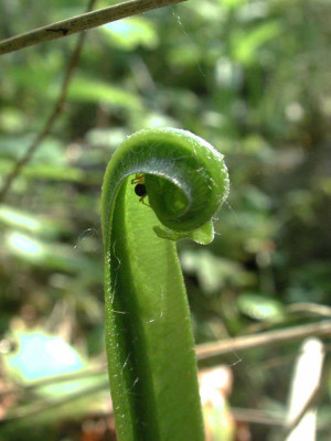 Asplenium_scolopendrium_mit_Bewohner1.jpg
