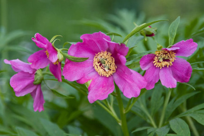 Paeonia_weiter_kl.jpg