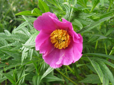 Paeonia_veitchii_var._woodwardii_2011_800x600.jpg
