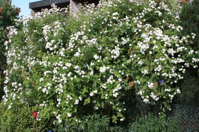 Rambling-Rector.jpg