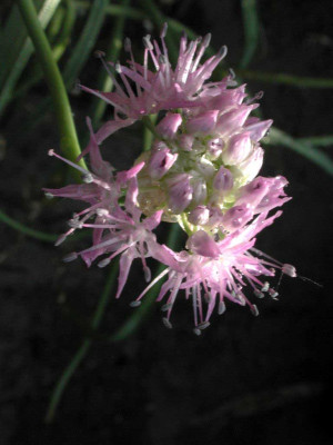 Allium_carolinianum.jpg