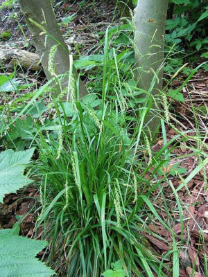 grassb-Habitus.jpg