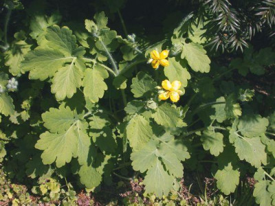 Schollkraut_Chelidonium_maius002.jpg