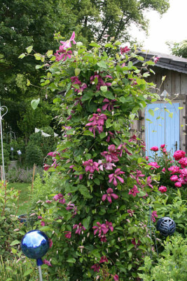 Cl.vit.Margot_Koster2011.jpg