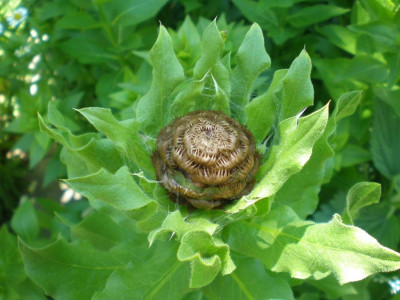 Centaurea_macrocephala_Knospe_2011ea.jpg