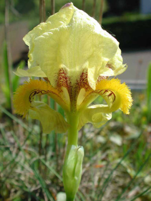 Iris_reichenbachii_Garagendach.jpg