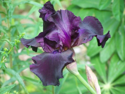 Mai_2011_Iris_Superstition.jpg