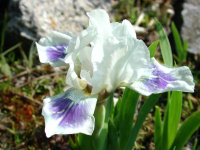 Iris_barbata_nana1.jpg